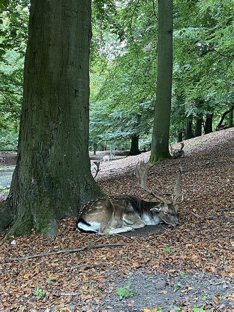 dyreparken aarhus|Marselisborg Dyrehaven » Dyreoplevelser i de smukke skove